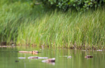 European Beaver, Castor fiber, sits in the river eating