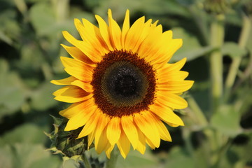 tournesol jaune