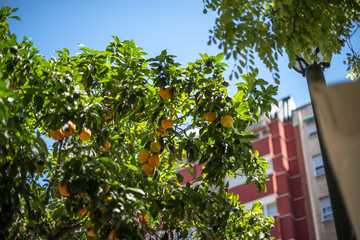 Fototapeta na wymiar Orange mandarin tree with ripe fruit
