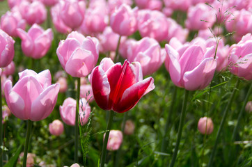 Fototapeta premium Tulipano