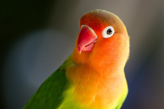 Pappagallo