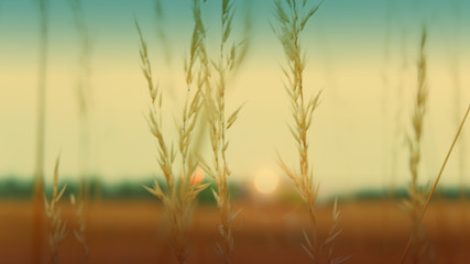 Obraz premium Background blurry the grass is not in focus. Green, blue, yellow, brown. Vintage retro style.