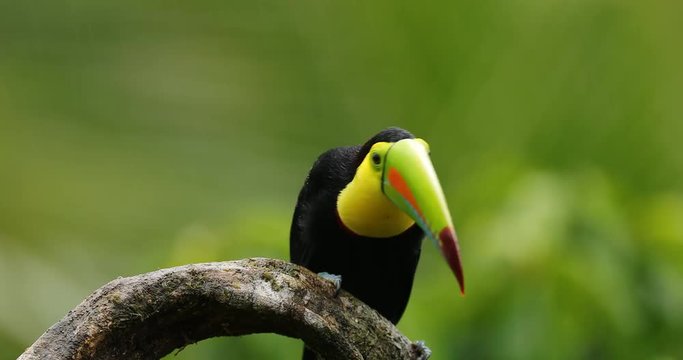 Keel-billed Toucan, Ramphastos sulfuratus, sitting on the branch in the forest. Bird with big bill. Wildlife scene from tropic nature. Birdwatching of Costa Rica, Central America