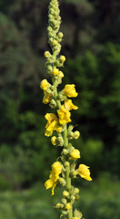 A stem is with leaves and yellow flowers of widespread in pharmacology medical plant of mullein