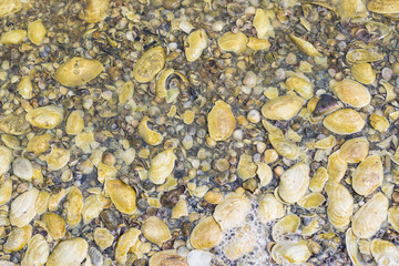 Lots of yellow seashells, texture background.