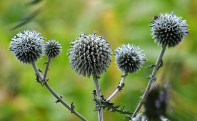 Obraz premium Flowering heads of echinops, a wild plant that is a strong honey and used in medicine