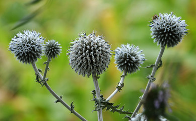 Flowering heads of echinops, a wild plant that is a strong honey and used in medicine
