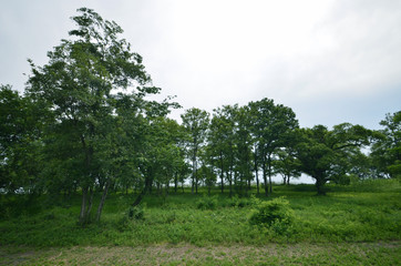 Japan's Secret Garden biwa lake