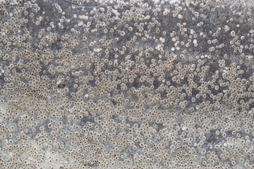 Natural texture, lot of  seashell  on concrete surface, abstract background.