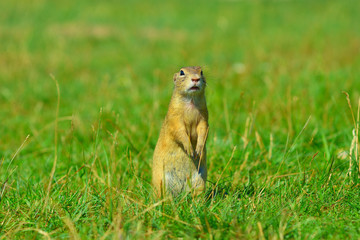 Naklejka na ściany i meble Ground squirrel hold some corns in front legs and feeding. Small animal sitting alone in grass.