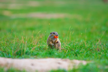 Ground squirrel hold some corns in front legs and feeding. Small animal sitting alone in  grass.