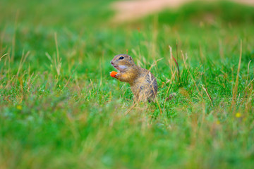 Ground squirrel hold some corns in front legs and feeding. Small animal sitting alone in  grass.