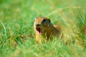 Naklejka na ściany i meble Cute European ground squirrel. Lovely gnawer feeding in grass(Spermophilus citellus)