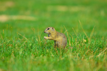 Ground squirrel hold some corns in front legs and feeding. Small animal sitting alone in  grass.