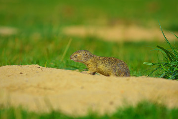 Cute European ground squirrel. Lovely gnawer feeding in grass(Spermophilus citellus)