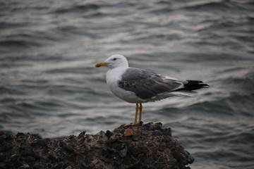 mouette au bord de mer