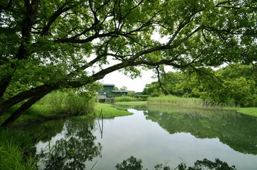 Fototapeta na wymiar Japan's Secret Garden in biwa lake.