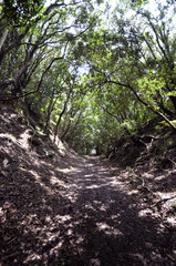 Mountain path of Wakayama, Japan