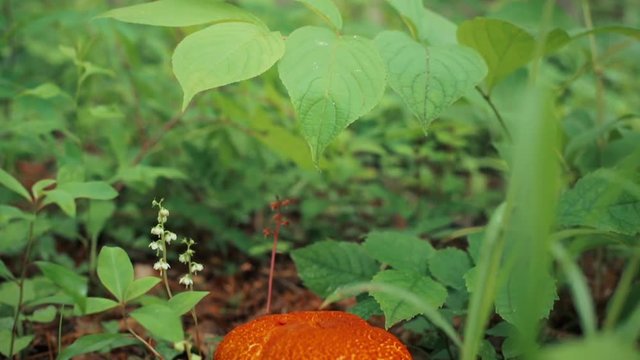 野生の食用キノコ　アカヤマドリ