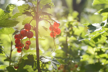 Obraz premium Red currant in the garden in the rays of the setting sun. The concept of summer, nature, vitamins. Closeup, soft focus.