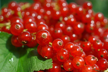 closeup of redcurrant with green leaf