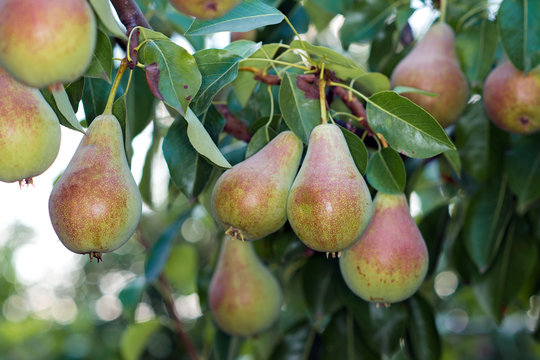 Ripe pears on the branches of a pear tree.