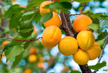 Ripe apricots on the branches of a tree.