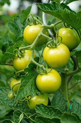plant with unripe green tomatoes