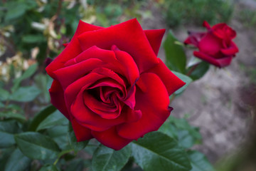 Beautiful blossoming rose