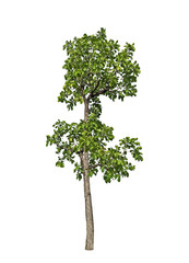 Closeup Tropical Tree on White Background, Clipping Path