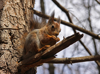 Naklejka na ściany i meble Squirrel sits on a tree and eats a nutlet