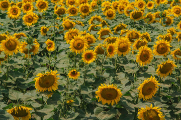 Fototapeta premium Yellow sunflowers on the field