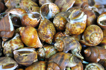 Fresh Spotted Babylon at Seafood Market