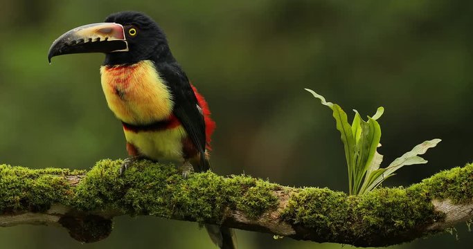 Collared Aracari, Pteroglossus torquatus, beautiful bird on the nice green moose branch. Little toucan in the nature habitat. Wildlife scene from tropic forest. Boca Tapada, Costa Rica, America