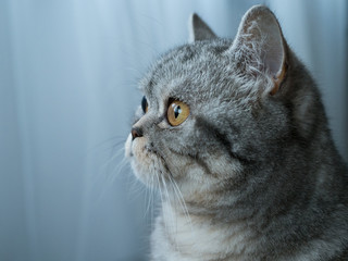 grey cat with big eyes