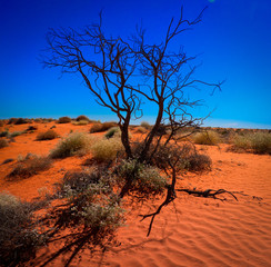 Desert Tree Among Sand and Blue Sky - 165789975