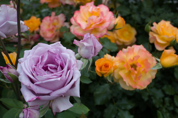 Beautiful blossoming multicolored roses