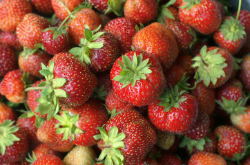 Lot of bright red ripe berries of strawberry in a natural look