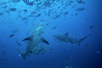 bull shark, carcharhinus leucas, Beqa lagoon, Fiji