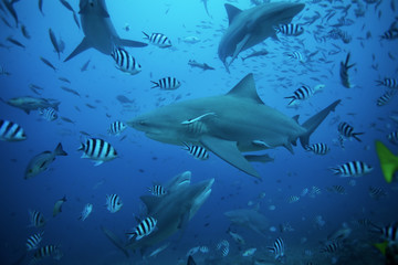bull shark, carcharhinus leucas, Beqa lagoon, Fiji