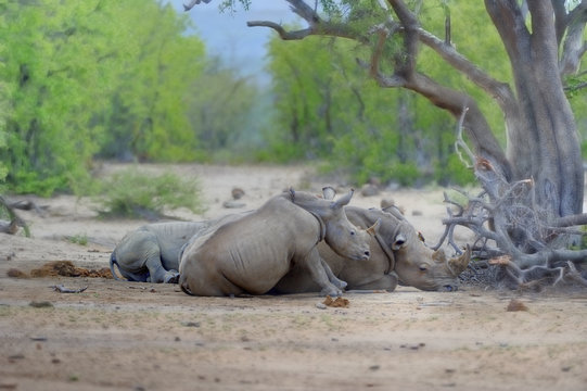 WHITE RHINOCEROS (Ceratotherium simum)  high endangered, much poached for their horns. 