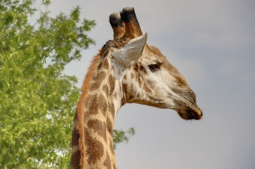 GIRAFFE CLOSE UP. South Africa.