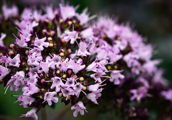 Obraz premium Purple flowers of oregano