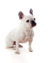 Portrait in Studio of a cute bulldog