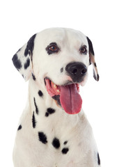 Beautiful dalmatian dog