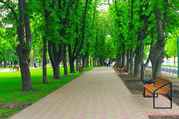 Obraz premium park with promenade path and big green trees