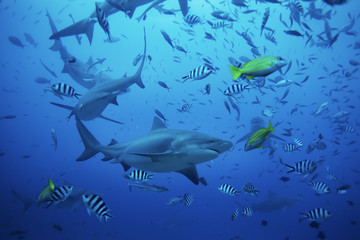 Obraz premium bull shark, carcharhinus leucas, Beqa lagoon, Fiji