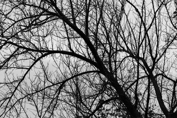 black and white tree branches abstract background