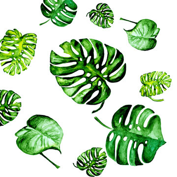 watercolor monstera leafs