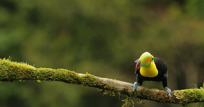 Keel-billed Toucan, Ramphastos sulfuratus, sitting on the branch in the forest. Bird with big bill. Wildlife scene from tropic nature. Birdwatching of Costa Rica, Central America